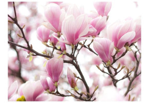 Fototapeta - Gałązka kwitnącej magnolii [Rozmiar: 350X270]
