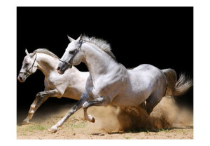 Fototapeta - Galop na piasku [Rozmiar: 300X231]