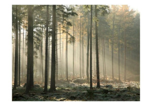 Fototapeta - Foggy November morning [Rozmiar: 400X309]