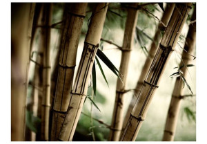 Fototapeta - Fog and bamboo forest [Rozmiar: 400X309]