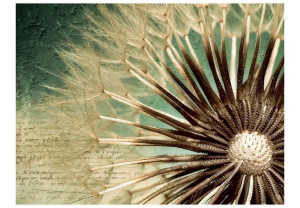 Fototapeta - Focus on dandelion [Rozmiar: 350X270]