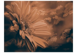 Fototapeta - Gerbera w brązach [Rozmiar: 350X270]