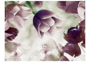 Fototapeta - Heavenly tulips [Rozmiar: 350X270]
