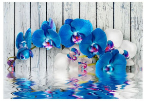 Fototapeta - Kobaltowa orchidea [Rozmiar: 300X210]