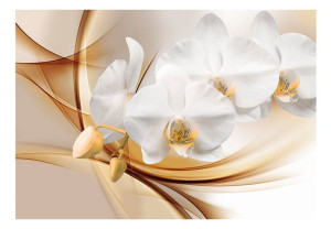 Fototapeta - Kwiat orchidei [Rozmiar: 300X210]