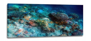 Obraz Rafa Koralowa Obrazy Canvas 120x50