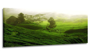 Obraz Panorama Zielona Łąka 120x50 Na Płótnie