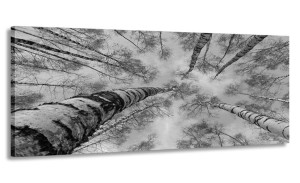 Obraz Panorama Drzewo 120x50 Na Płótnie
