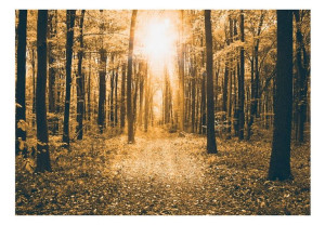 Fototapeta - Magiczne światło [Rozmiar: 300X210]