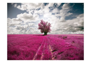 Fototapeta - Łąka w kolorze fuksji [Rozmiar: 400X309]