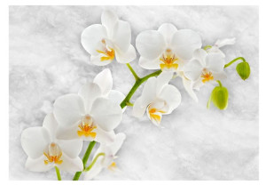 Fototapeta - Liryczna orchidea - biel [Rozmiar: 300X210]