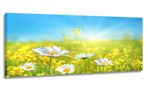 Obraz Panorama Łąka Stokrotki 170x70 Na Płótnie