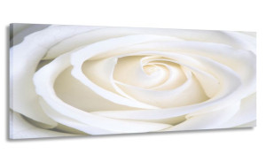 Obraz 170x70 Kremowa Róża Wielki Do Salonu