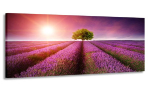 Obraz 170x70 Lawendowe Pole Wielki Do Salonu