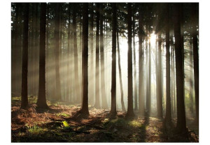 Fototapeta - Las iglasty - poranna mgła [Rozmiar: 400X309]