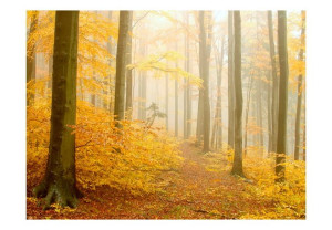 Fototapeta - las - jesień [Rozmiar: 400X309]