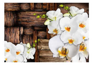 Fototapeta - Kwitnące orchidee [Rozmiar: 400X280]