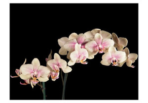 Fototapeta - Kwitnąca orchidea [Rozmiar: 300X231]