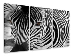 Obraz Tryptyk Zebra Tryptyki 90x50