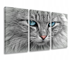Obraz Kot Oczy Turkusowe Obrazy Tryptyk 120x80
