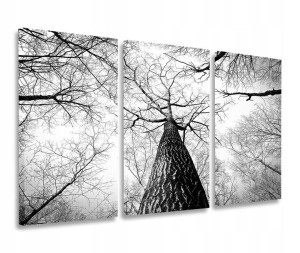 Obraz Szary Drzewa Las Obrazy Tryptyk 120x80