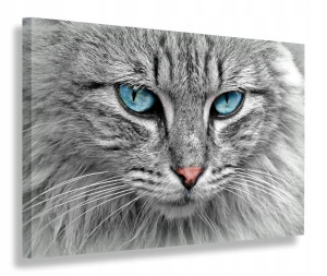 Obraz Kot Oczy Turkusowe Obrazy Canvas 120x80
