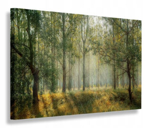 Obraz Las Natura Widok Obrazy Canvas 120x80
