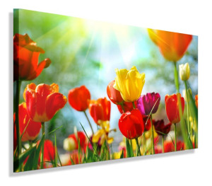 OBRAZ TULIPANY TULIPAN 120x80 do salonu