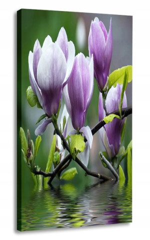 Obraz Pionowy Magnolie 30x60 Kwiaty