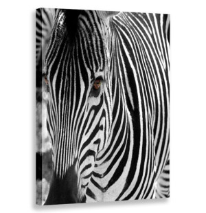 Obraz Pionowy Zebra 80x120 W Pionie