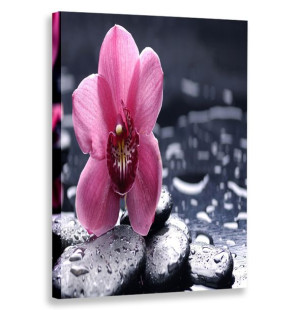 Obraz Pionowy Storczyki 80x120 W Pionie