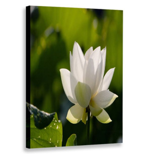Obraz Pionowy Nenufary 80x120 W Pionie