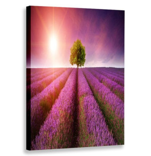 Obraz Pionowy Lawendowe Pole 80x120 W Pionie