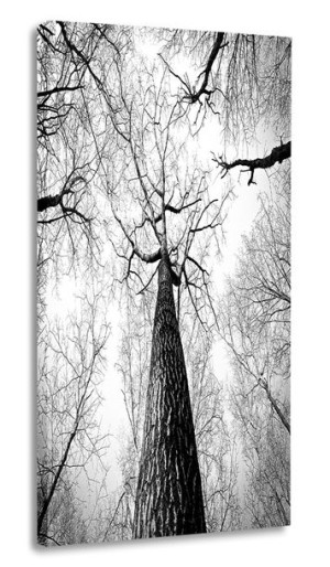 Obraz Drzewo 40x80