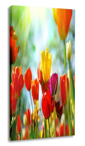 Obraz Tulipany 40x80