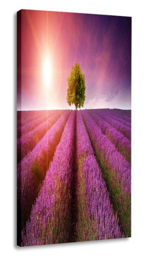 Obraz Lawenda 30x60