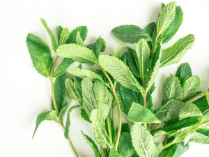 Zapach Dzika Mięta (Wild Mint - Mentha arvensis) 100ml