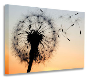 Obraz Dmuchawiec 40x30 Obrazy Na Płótnie