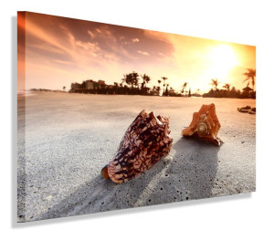 Obraz Muszle Muszla Plaża Obrazy Canvas 40x30