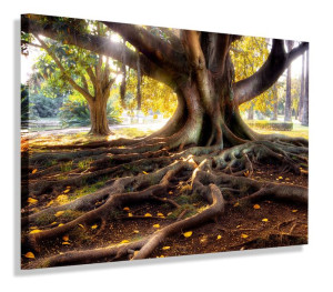 Obraz Drzewa Drzewo Konar Obrazy Canvas 40x30