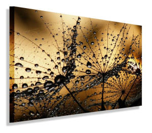 Obraz Dmuchawiec Dmuchawce Obrazy Canvas 40x30