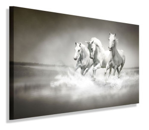 Obraz Konie Rumaki Obrazy Canvas 40x30