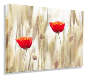 Obraz Czerwone Maki Obrazy Canvas 60x40