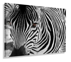 Obraz Zebra Afryka Obrazy Canvas 60x40