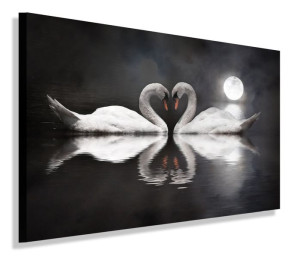 Obraz Dwa Łabędzie Księżyc Obrazy Canvas 60x40