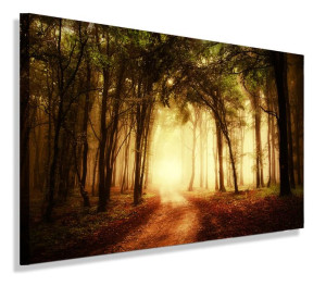 Obraz Las Promienie Słońca Obrazy Canvas 60x40
