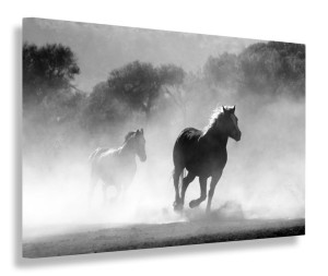 Obraz Konie Koń Galop Obrazy Canvas 100x70