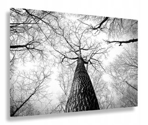 Obraz Szary Drzewa Las Obrazy Canvas 100x70