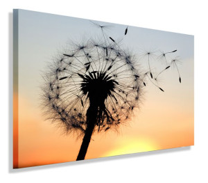 Obraz Dmuchawiec Obrazy Canvas 100x70