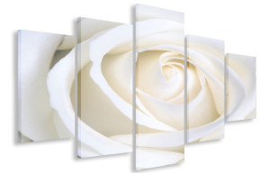 Obraz Obrazy Kremowa Róża 125x70 Płótno